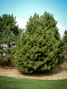 Сосна Чёрная (Pinus Nigra) купить по цене от 270.00р. в интернет-магазине «Посадика» с доставкой почтой в в Среднеуральске и по всей России – [изображение №1].