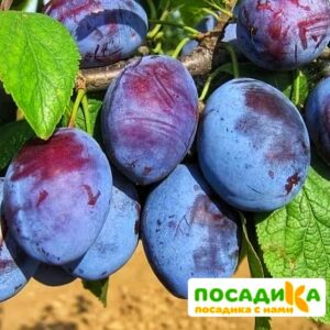 Слива Чачакская ранняя купить по цене от 229.00р. в интернет-магазине «Посадика» с доставкой почтой в в Среднеуральске и по всей России – [изображение №1].