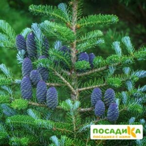 Пихта корейская (Abies koreana) купить по цене от 450.00р. в интернет-магазине «Посадика» с доставкой почтой в в Среднеуральске и по всей России – [изображение №1].