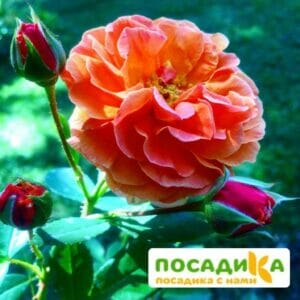 Роза Арабия купить по цене от 350.00р. в интернет-магазине «Посадика» с доставкой почтой в в Среднеуральске и по всей России – [изображение №1].