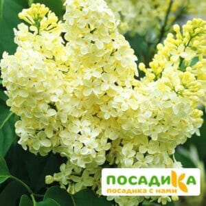 Сирень Примроуз (Primrose) купить по цене от 529.00р. в интернет-магазине «Посадика» с доставкой почтой в в Среднеуральске и по всей России – [изображение №1].