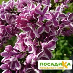 Сирень Сенсация купить по цене от 529.00р. в интернет-магазине «Посадика» с доставкой почтой в в Среднеуральске и по всей России – [изображение №1].