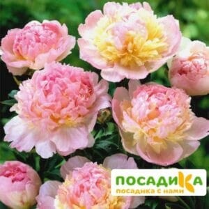 Пион Распберри Сандей (Paeonia Raspberry Sundae) купить по цене от 959р. в интернет-магазине «Посадика» с доставкой почтой в в Среднеуральске и по всей России – [изображение №1].