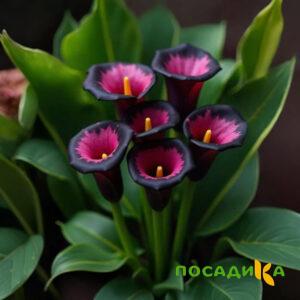 Калла Аура Лейс купить по цене от 400р. в интернет-магазине «Посадика» с доставкой почтой в в Среднеуральске и по всей России – [изображение №1].