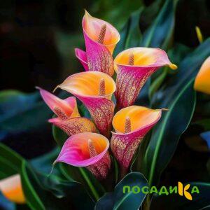 Калла Оникс купить по цене от 450р. в интернет-магазине «Посадика» с доставкой почтой в в Среднеуральске и по всей России – [изображение №1].
