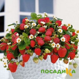 Клубника Рубиновый Шепот (горшечная) купить по цене от 240р. в интернет-магазине «Посадика» с доставкой почтой в в Среднеуральске и по всей России – [изображение №1].