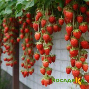 Клубника вьющаяся Комплимент купить по цене от 470р. в интернет-магазине «Посадика» с доставкой почтой в в Среднеуральске и по всей России – [изображение №1].
