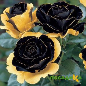 Роза Ханни Сикл купить по цене от 700р. в интернет-магазине «Посадика» с доставкой почтой в в Среднеуральске и по всей России – [изображение №1].