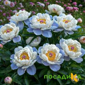 Пион акварельный Этюд купить по цене от 806р. в интернет-магазине «Посадика» с доставкой почтой в в Среднеуральске и по всей России – [изображение №1].