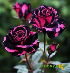 Роза Багровый Шепот купить по цене от 366р. в интернет-магазине «Посадика» с доставкой почтой в в Среднеуральске и по всей России – [изображение №1].