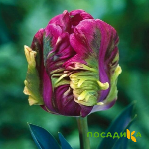 Тюльпан Экзотик Хэвен купить по цене от 186р. в интернет-магазине «Посадика» с доставкой почтой в в Среднеуральске и по всей России – [изображение №1].
