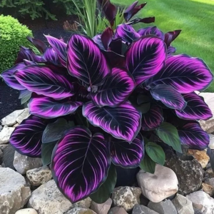 Хоста Люминоза купить по цене от 450р. в интернет-магазине «Посадика» с доставкой почтой в в Среднеуральске и по всей России – [изображение №1].