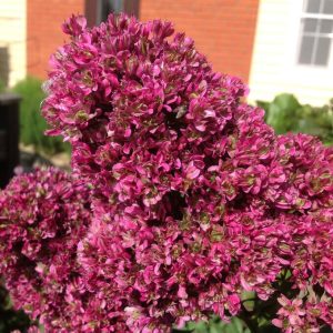 Флокс Филингс купить по цене от 329р. в интернет-магазине «Посадика» с доставкой почтой в в Среднеуральске и по всей России – [изображение №1].