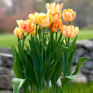 Тюльпан Верона Санрайз купить по цене от 280р. в интернет-магазине «Посадика» с доставкой почтой в в Среднеуральске и по всей России – [изображение №1].