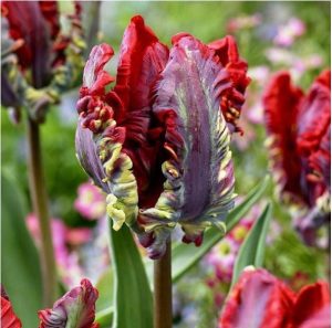 Тюльпан Рококо купить по цене от 350р. в интернет-магазине «Посадика» с доставкой почтой в в Среднеуральске и по всей России – [изображение №1].