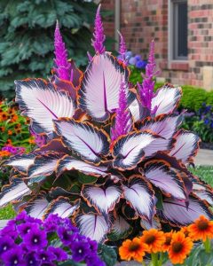 Хоста Кримэн Дрим купить по цене от 549р. в интернет-магазине «Посадика» с доставкой почтой в в Среднеуральске и по всей России – [изображение №1].