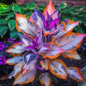 Хоста Эмеральд Тиара купить по цене от 602р. в интернет-магазине «Посадика» с доставкой почтой в в Среднеуральске и по всей России – [изображение №1].