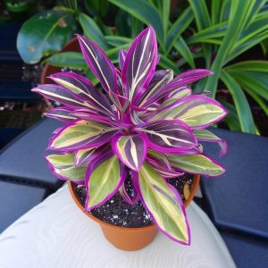 Хоста Сильвер Стик купить по цене от 650р. в интернет-магазине «Посадика» с доставкой почтой в в Среднеуральске и по всей России – [изображение №1].