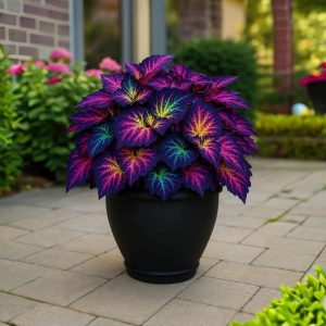 Хоста Фрости Блю купить по цене от 389р. в интернет-магазине «Посадика» с доставкой почтой в в Среднеуральске и по всей России – [изображение №1].