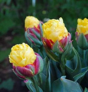 Тюльпан Айс Крим Банана купить по цене от 360р. в интернет-магазине «Посадика» с доставкой почтой в в Среднеуральске и по всей России – [изображение №1].