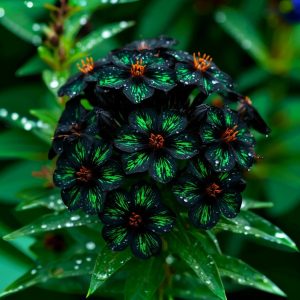 Флокс Ривьера купить по цене от 299р. в интернет-магазине «Посадика» с доставкой почтой в в Среднеуральске и по всей России – [изображение №1].