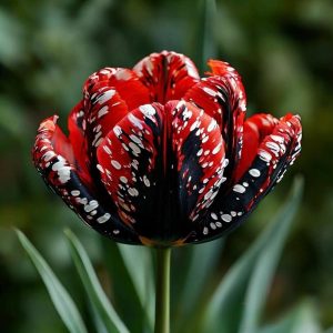 Тюльпан Вельвет Файер купить по цене от 394р. в интернет-магазине «Посадика» с доставкой почтой в в Среднеуральске и по всей России – [изображение №1].