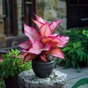 Хоста Розовая Симфония купить по цене от 800р. в интернет-магазине «Посадика» с доставкой почтой в в Среднеуральске и по всей России – [изображение №1].