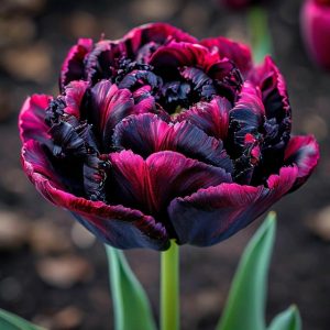 Тюльпан Фламинго купить по цене от 500р. в интернет-магазине «Посадика» с доставкой почтой в в Среднеуральске и по всей России – [изображение №1].