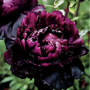 Пион Темный Сад купить по цене от 421р. в интернет-магазине «Посадика» с доставкой почтой в в Среднеуральске и по всей России – [изображение №1].