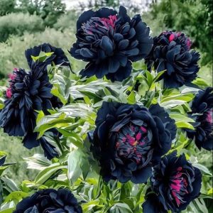 Пион древовидный Сердце Афродиты купить по цене от 600р. в интернет-магазине «Посадика» с доставкой почтой в в Среднеуральске и по всей России – [изображение №1].