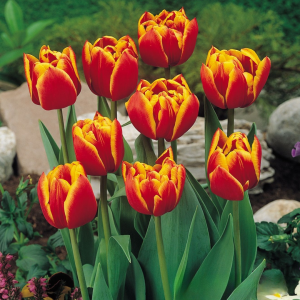 Тюльпан Блэк Фаер купить по цене от 275р. в интернет-магазине «Посадика» с доставкой почтой в в Среднеуральске и по всей России – [изображение №1].