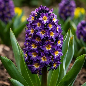 Гиацинт Вельвет Колор купить по цене от 2099р. в интернет-магазине «Посадика» с доставкой почтой в в Среднеуральске и по всей России – [изображение №1].