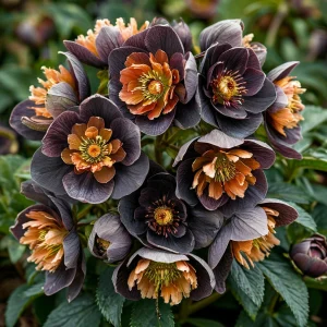 Морозник Блум Айс купить по цене от 499р. в интернет-магазине «Посадика» с доставкой почтой в в Среднеуральске и по всей России – [изображение №1].