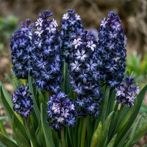 Гиацинт Блум Клауд купить по цене от 2099р. в интернет-магазине «Посадика» с доставкой почтой в в Среднеуральске и по всей России – [изображение №1].