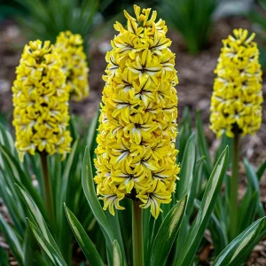 Гиацинт Сансет Голд купить по цене от 2099р. в интернет-магазине «Посадика» с доставкой почтой в в Среднеуральске и по всей России – [изображение №1].