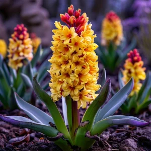 Гиацинт Миднайт Мистери купить по цене от 2099р. в интернет-магазине «Посадика» с доставкой почтой в в Среднеуральске и по всей России – [изображение №1].