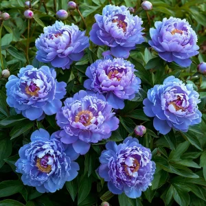 Пион Голубой лотос купить по цене от 590р. в интернет-магазине «Посадика» с доставкой почтой в в Среднеуральске и по всей России – [изображение №1].