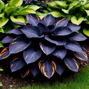 Хоста Умбра купить по цене от 349р. в интернет-магазине «Посадика» с доставкой почтой в в Среднеуральске и по всей России – [изображение №1].