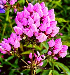 Флокс Бутоник купить по цене от 461р. в интернет-магазине «Посадика» с доставкой почтой в в Среднеуральске и по всей России – [изображение №1].