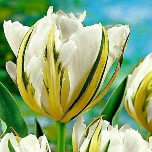 Тюльпан Экзотик Пуруссима купить по цене от 305р. в интернет-магазине «Посадика» с доставкой почтой в в Среднеуральске и по всей России – [изображение №1].