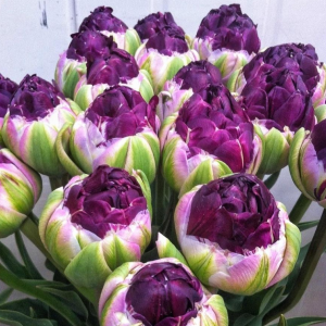 Тюльпан Анаконда купить по цене от 450р. в интернет-магазине «Посадика» с доставкой почтой в в Среднеуральске и по всей России – [изображение №1].