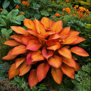 Хоста Солнечный Нектар купить по цене от 605р. в интернет-магазине «Посадика» с доставкой почтой в в Среднеуральске и по всей России – [изображение №1].