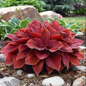 Хоста Рэд Эйнджл купить по цене от 549р. в интернет-магазине «Посадика» с доставкой почтой в в Среднеуральске и по всей России – [изображение №1].