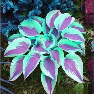 Хоста Висперин Бьюти купить по цене от 379р. в интернет-магазине «Посадика» с доставкой почтой в в Среднеуральске и по всей России – [изображение №1].