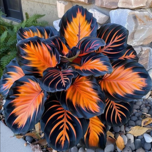 Хоста Сикрет Форест купить по цене от 601р. в интернет-магазине «Посадика» с доставкой почтой в в Среднеуральске и по всей России – [изображение №1].