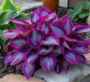 Хоста Сикрет Гарденс купить по цене от 549р. в интернет-магазине «Посадика» с доставкой почтой в в Среднеуральске и по всей России – [изображение №1].