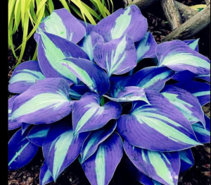 Хоста Аурелия купить по цене от 450р. в интернет-магазине «Посадика» с доставкой почтой в в Среднеуральске и по всей России – [изображение №1].